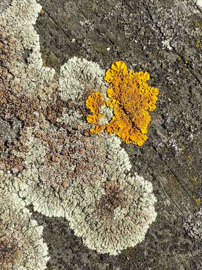 lichens